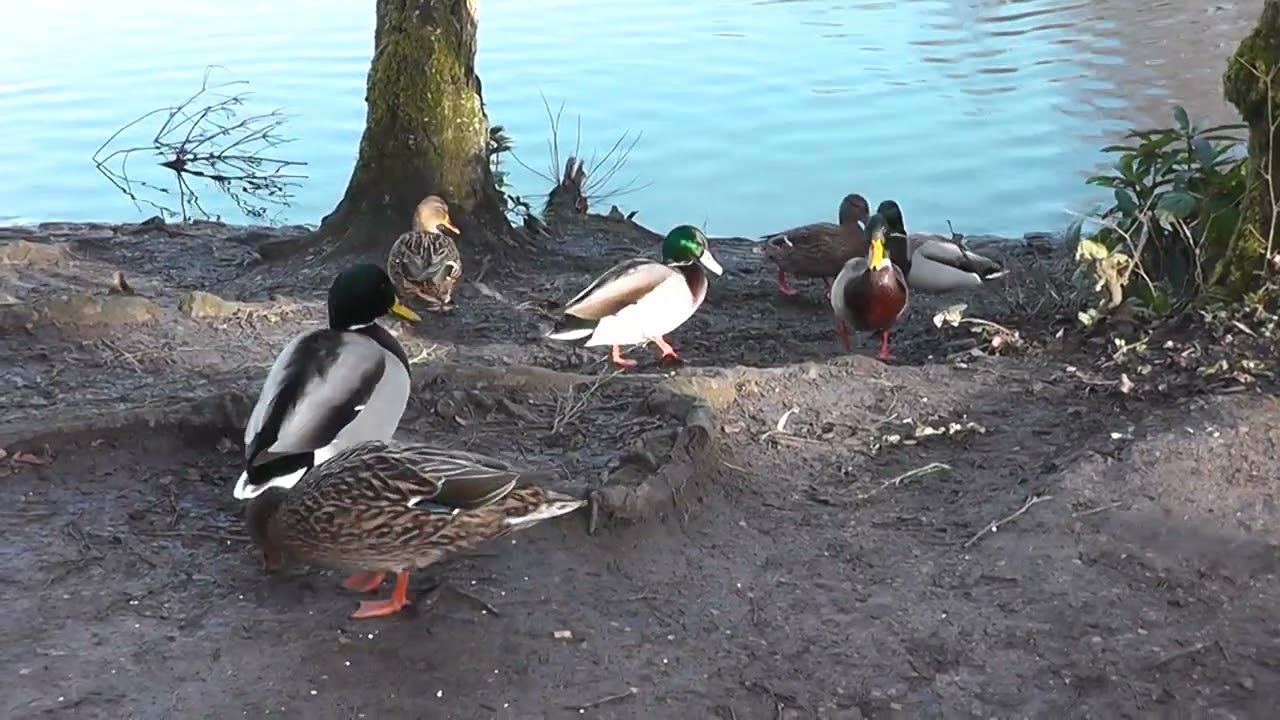 January 2025 colourful ducks etc by the pond
