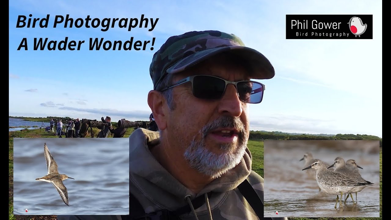 Bird Photography - A Wader Wonder!