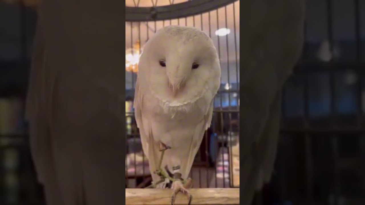 ハク🦉Haku🦉眠たそうなハクちゃんです🤭