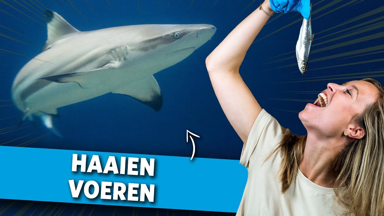 Ik mag de haaien voeren 😱🦈 | Videoranger