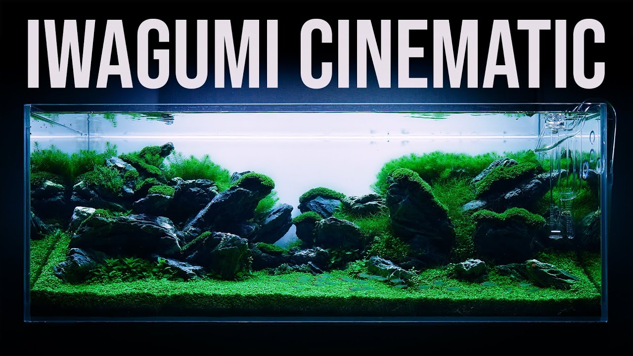 This PLANTED TANK Has 100 Pots of Plants In It | 4K Cinematic