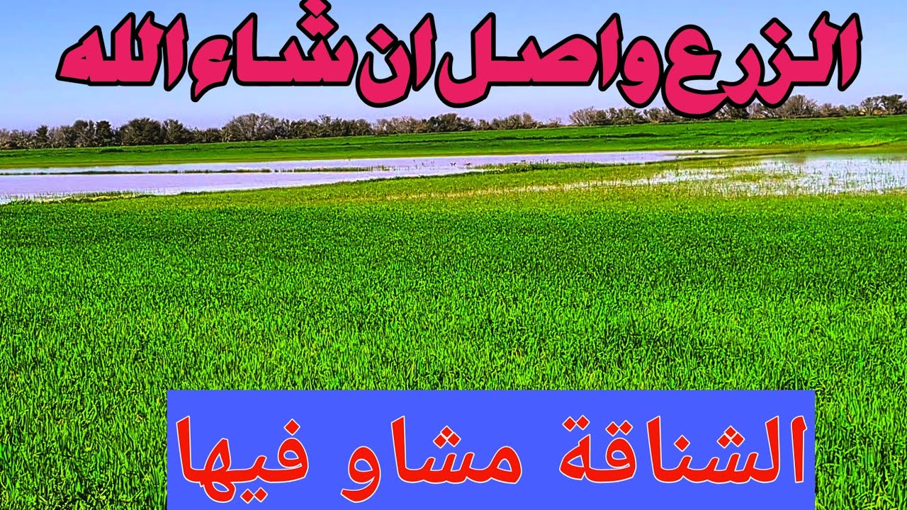 الزرع تيزيد ليل ونهار والشتاء داخلا السمانة جايا 2026 موسم فلاحي تاريخي