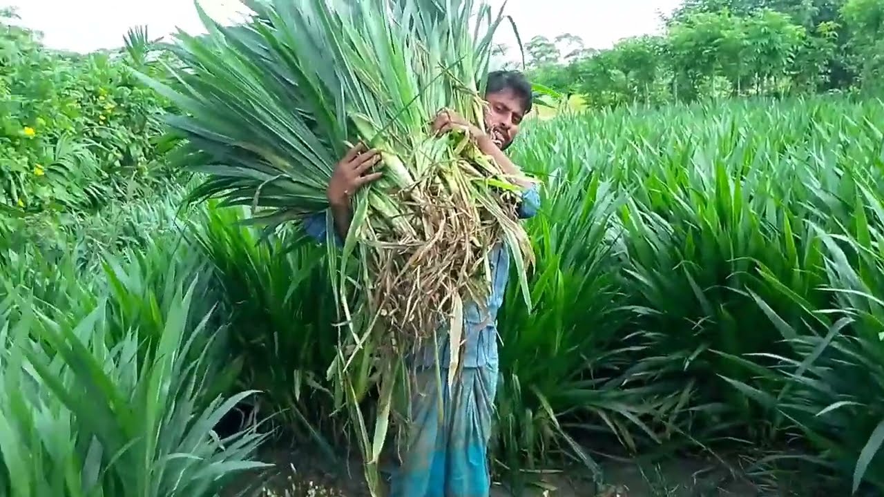 একটি ছোপায় ৯৩ টির মতো স্মার্ট নেপিয়ার ঘাস হয়েছে  #Smart Napier Grass