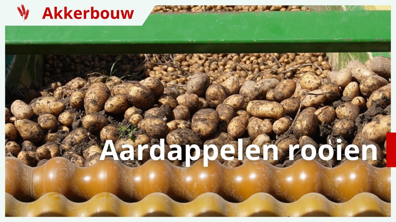 Goed groeiseizoen aardappelen bij Landbouwbedrijf Riepma