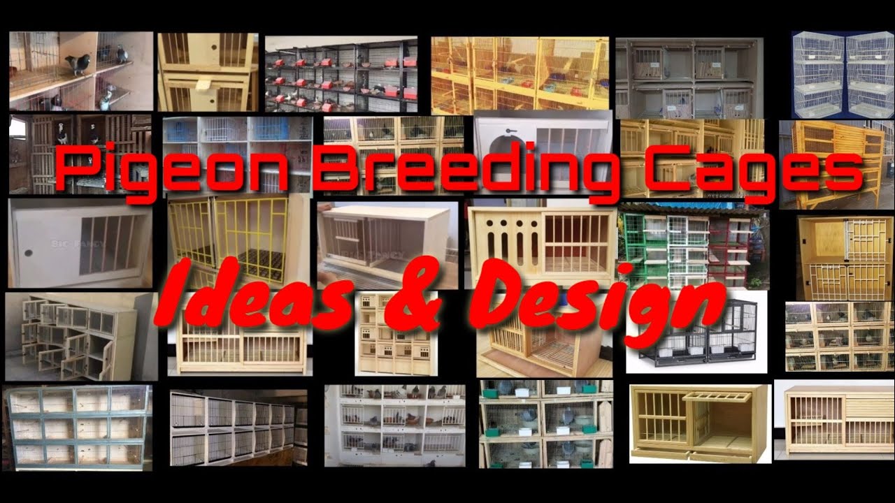 Pigeon Breeder's Cage - Ideas & Desigs