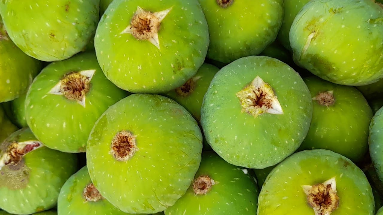 أجواء جني التين باولاد افرج 👍😍