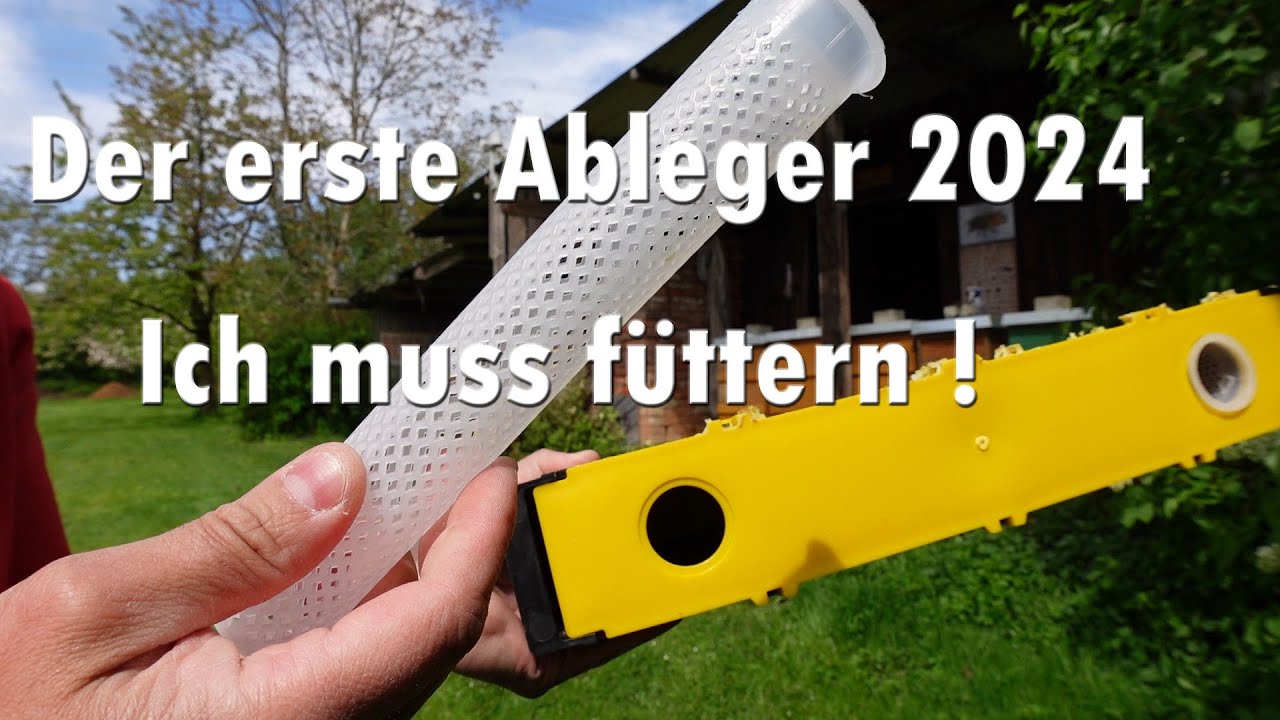 Der erste Ableger 2024 ! Ich muss füttern !