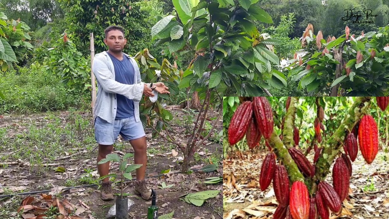 Selección de baretas en cacao #agricultura #agricultores #cacao