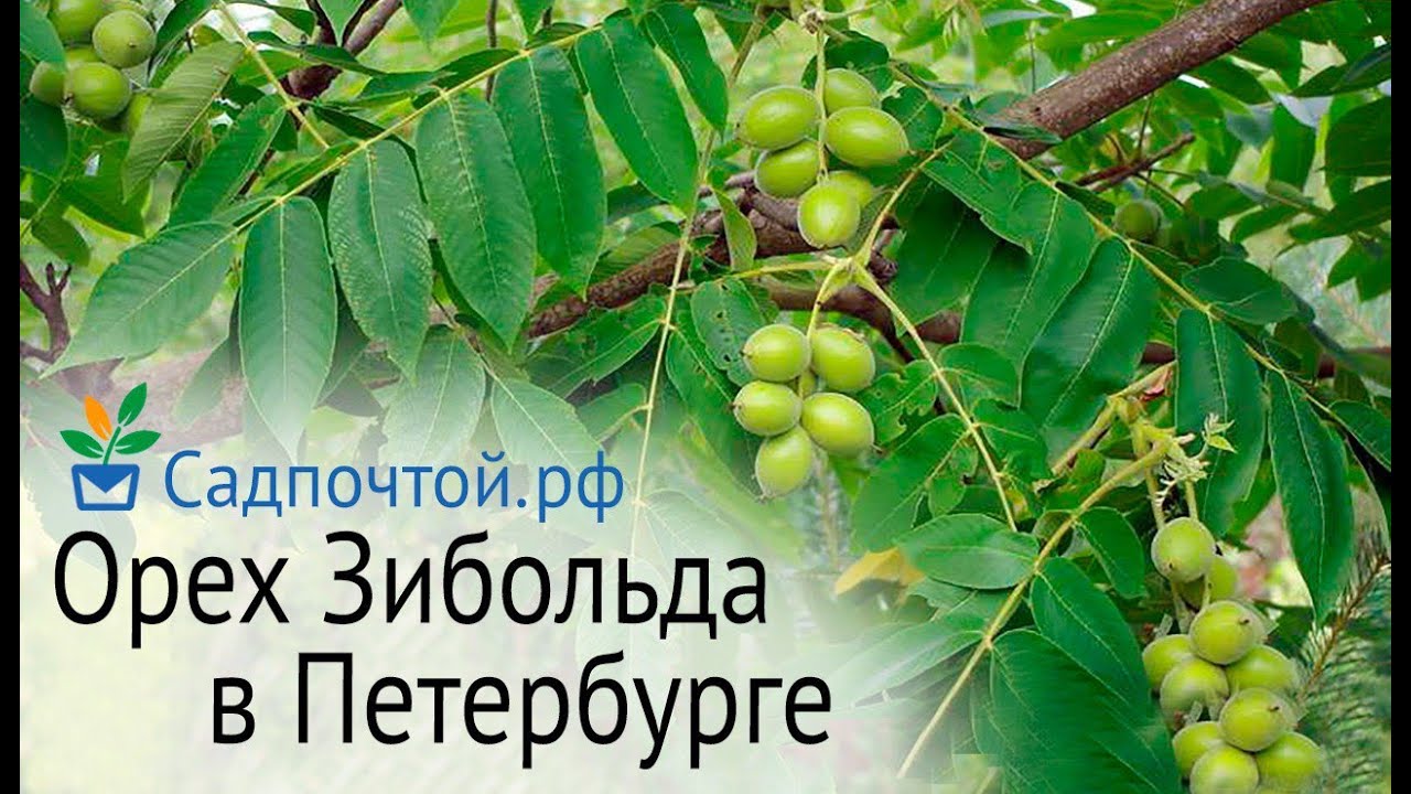 Орех Зибольда или айлантолистный в Петербурге - съедобный и зимостойкий