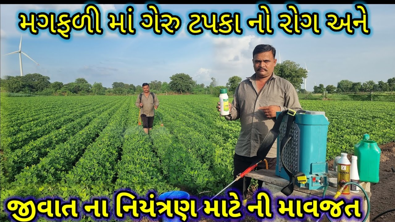 મગફળીમાં ગેરુ ટપકો અને જીવાતનો અંત | 100% અસરકારક ઉપાય | Groundnut Disease & Pest Control