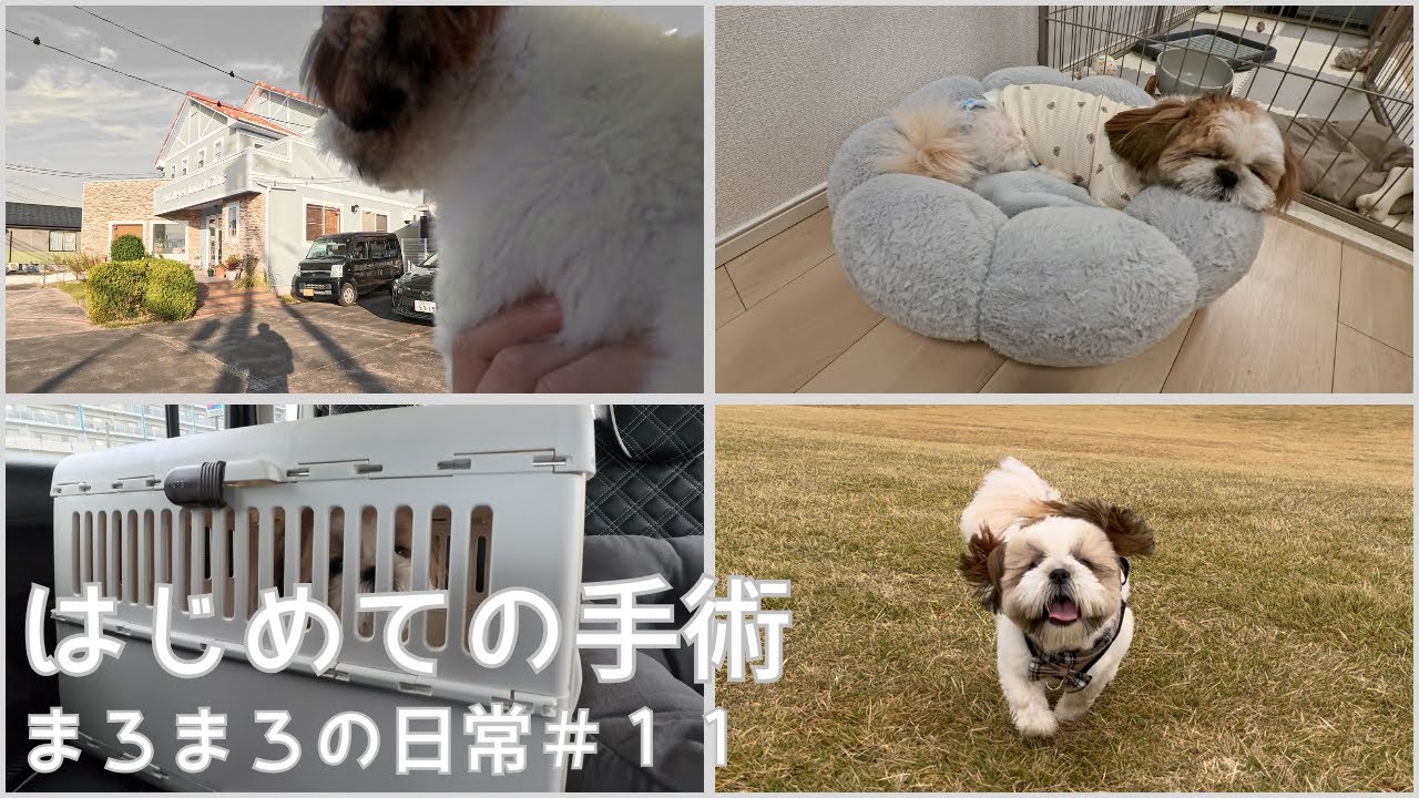 【シーズー】はじめての手術_まろまろの日常#11