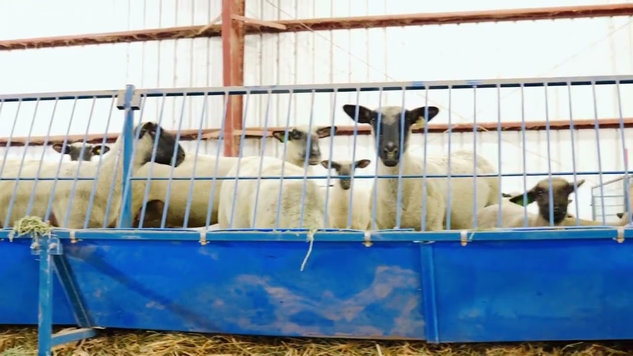 Sydell Vertical Fenceline Hay and Grain Feeders for sheep and Goats.