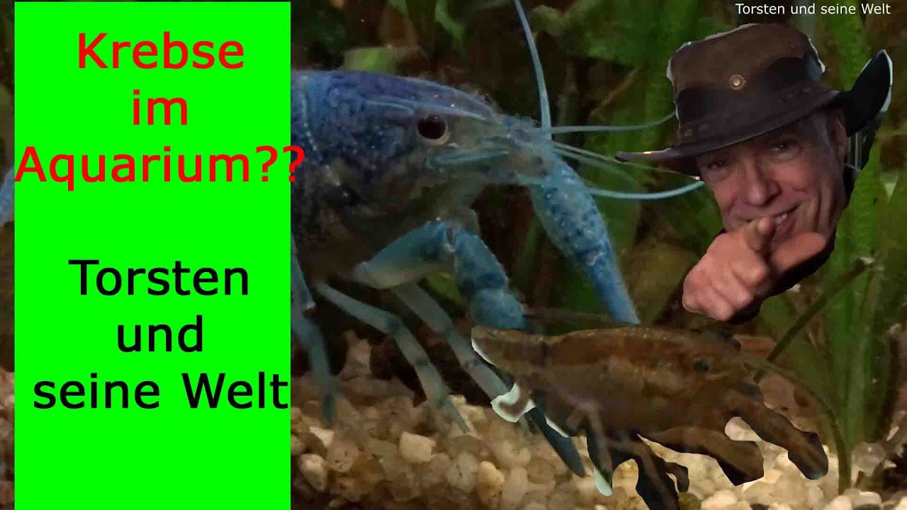Krebse im Aquarium halten