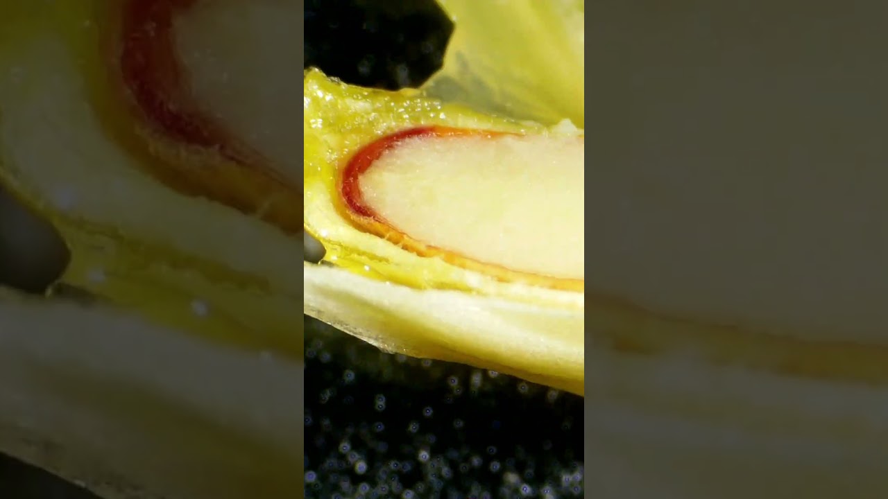 This juicy and sour texture under the microscope 👀