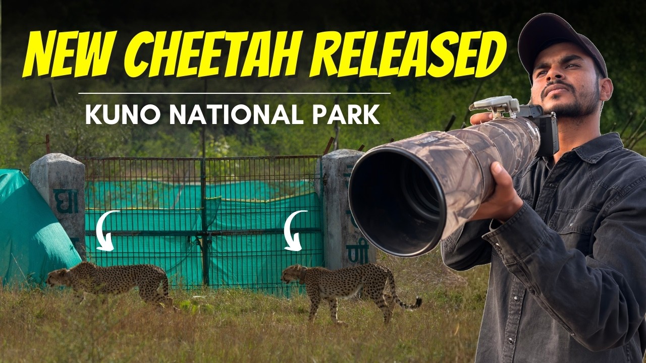 Finally FOUR New CHEETAHS are Released in Kuno National Park