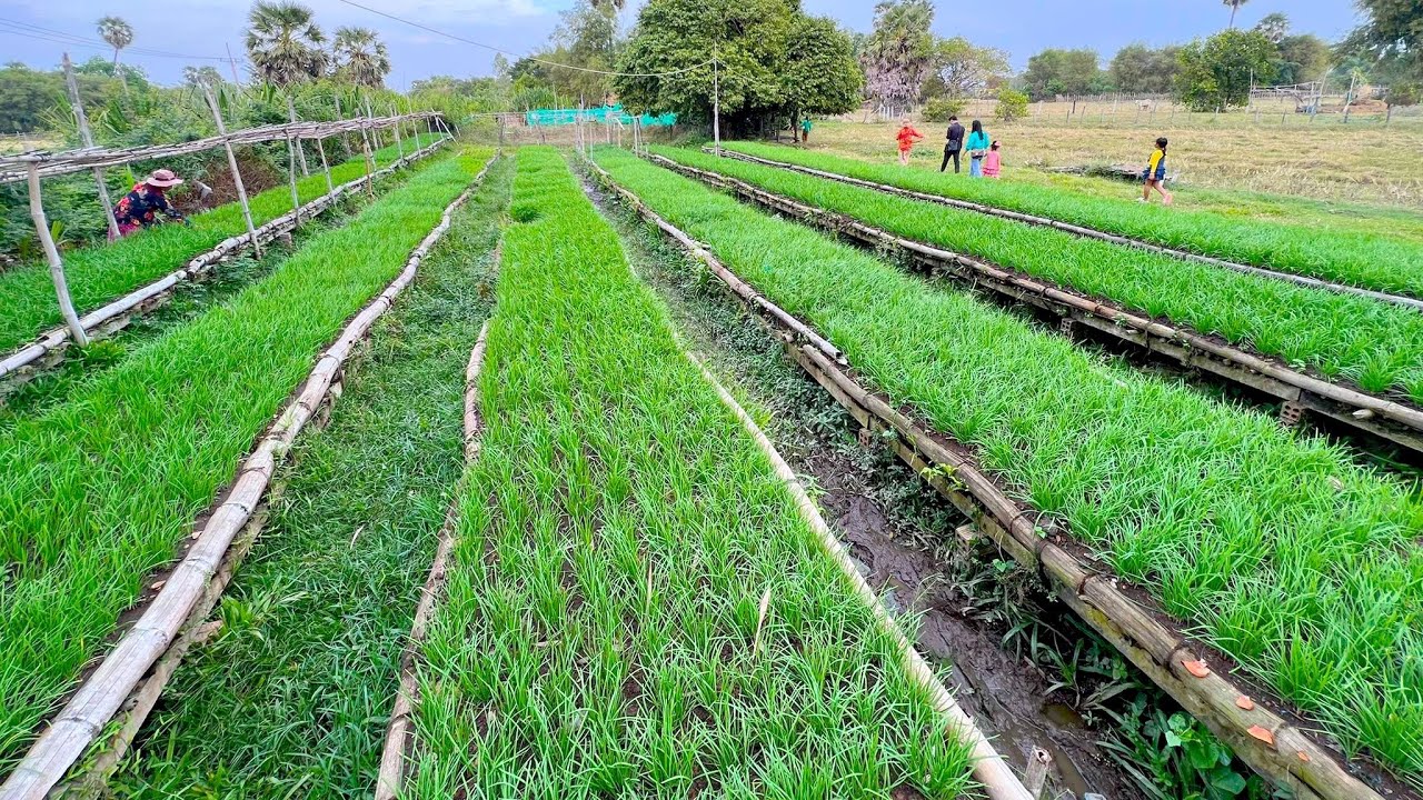 លោកយាយផន រៀបរាប់អំពីការដាំដំណាំគូឆាយ