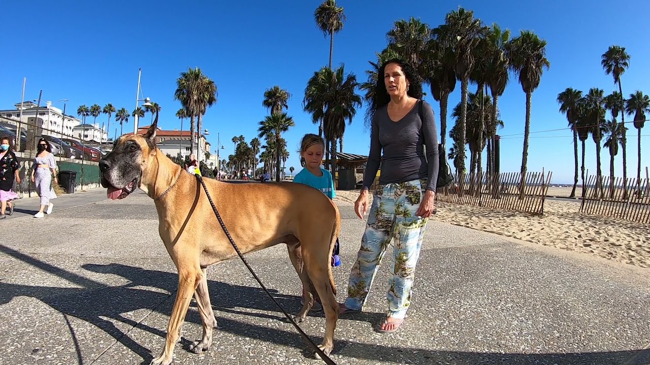 Cash 2.0 Great Dane meeting new people in Santa Monica 34