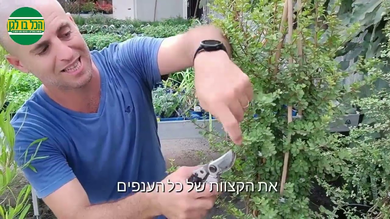 איך גורמים לשיחים בחצר ובאדניות לגדול בקצב מהיר?