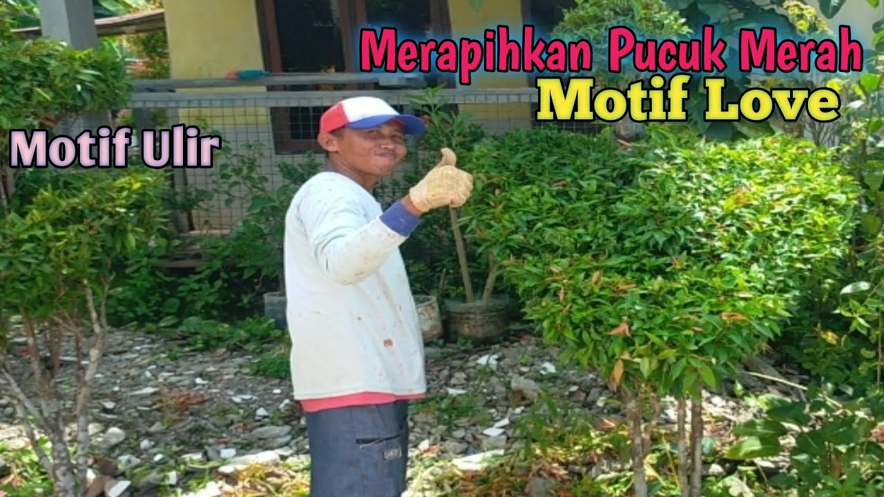 MEMBAGIKAN CARA MERAPIHKAN PUCUK MERAH~MOTIF LOVE