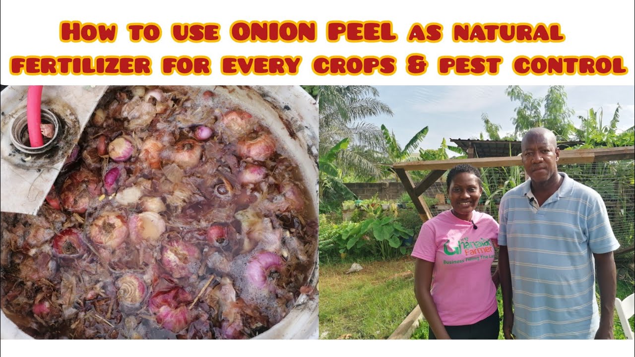 How To Use ONION PEEL As || Natural Fertilizer For Your Crops & Pest Control ||Watch How