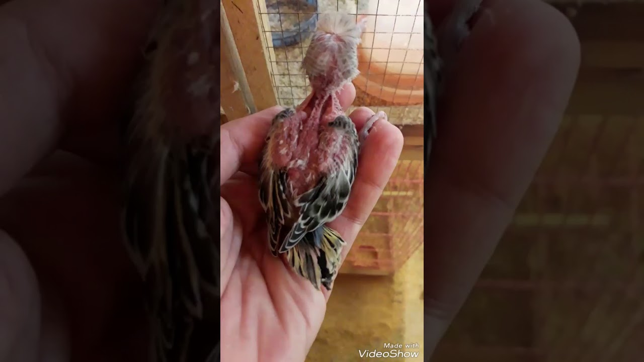 فكرة بسيطة لمنع الانثى من اكل ريش الفراخ