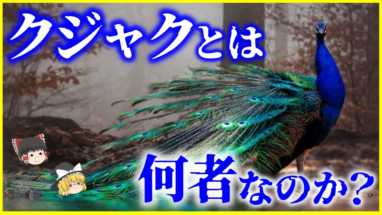 【ゆっくり解説】サソリの毒が効かない⁉「クジャク」とは何者なのか？を解説/4000年前から人類が家畜化…孔雀の雌雄淘汰とは？
