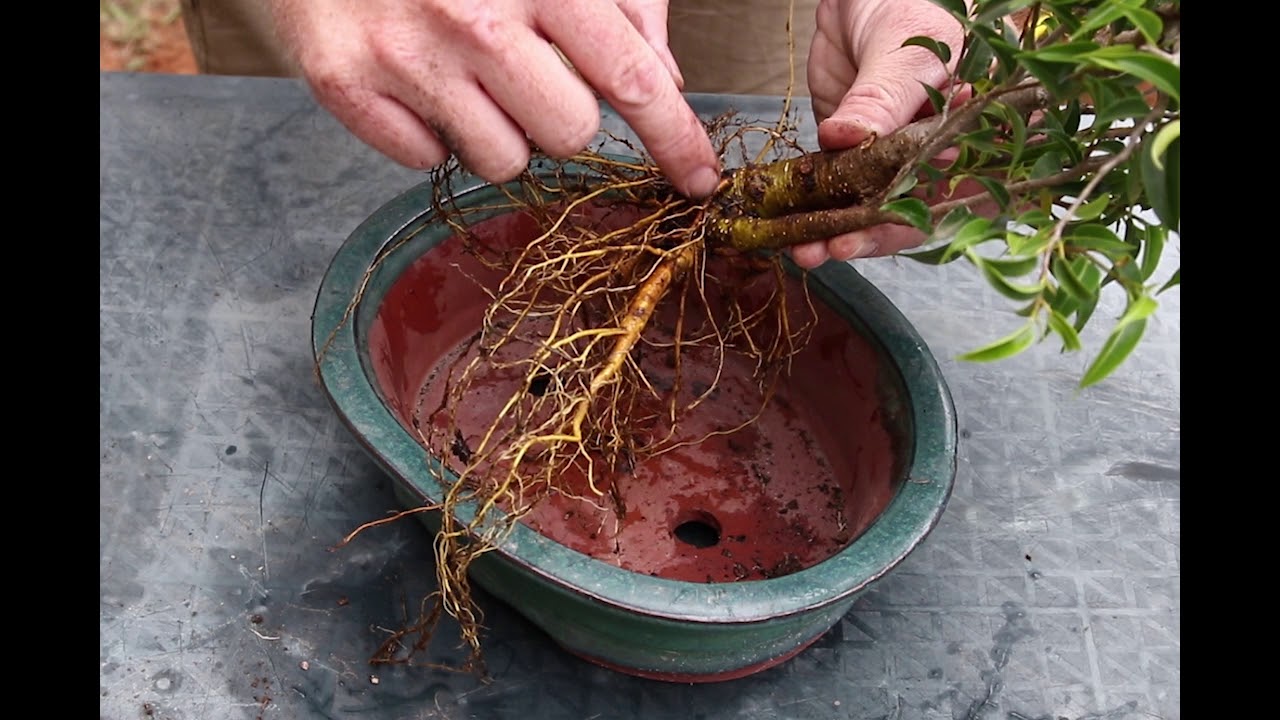 Ficus Benjamina bonsai PART 1.
