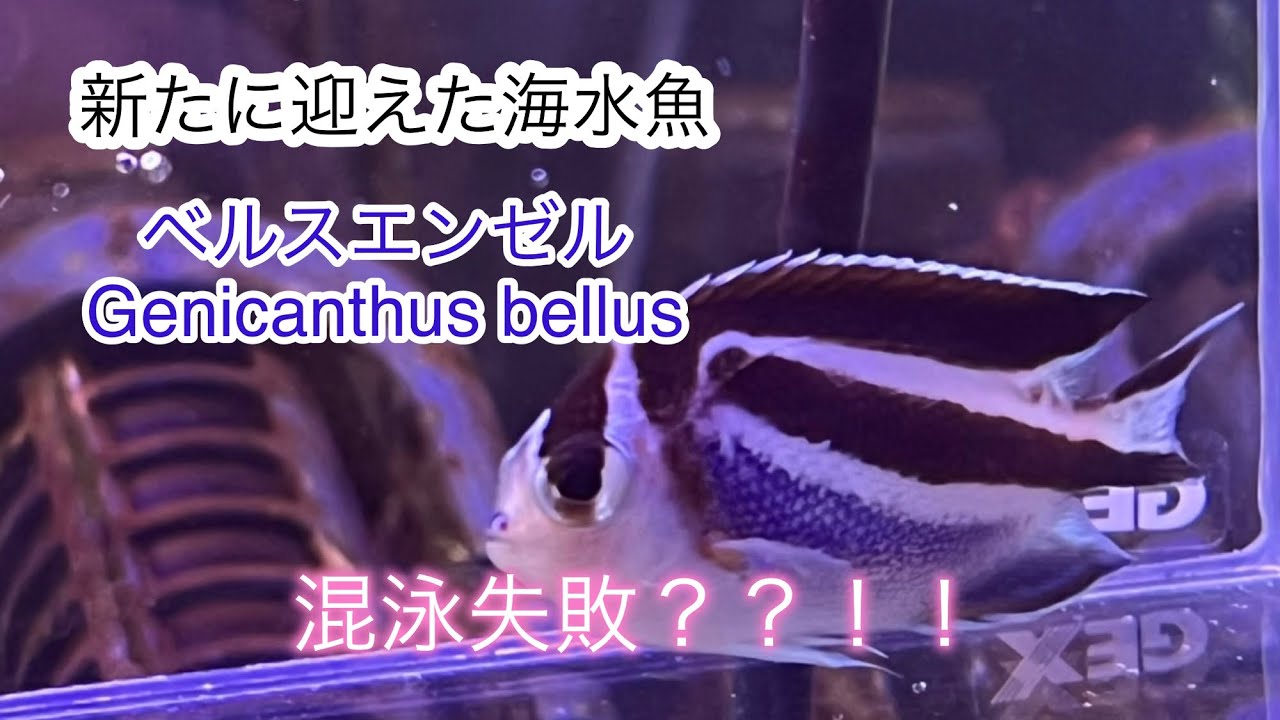 新たな海水魚　ベルスエンゼル(Genicanthus bellus)  【海水魚】【熱帯魚】【熱帯魚飼育】