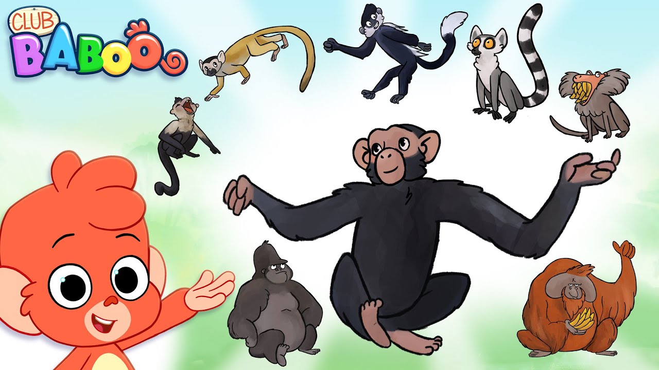 Meet Baboo's Monkey friends! Learn the names of all these monkeys with Club Baboo!