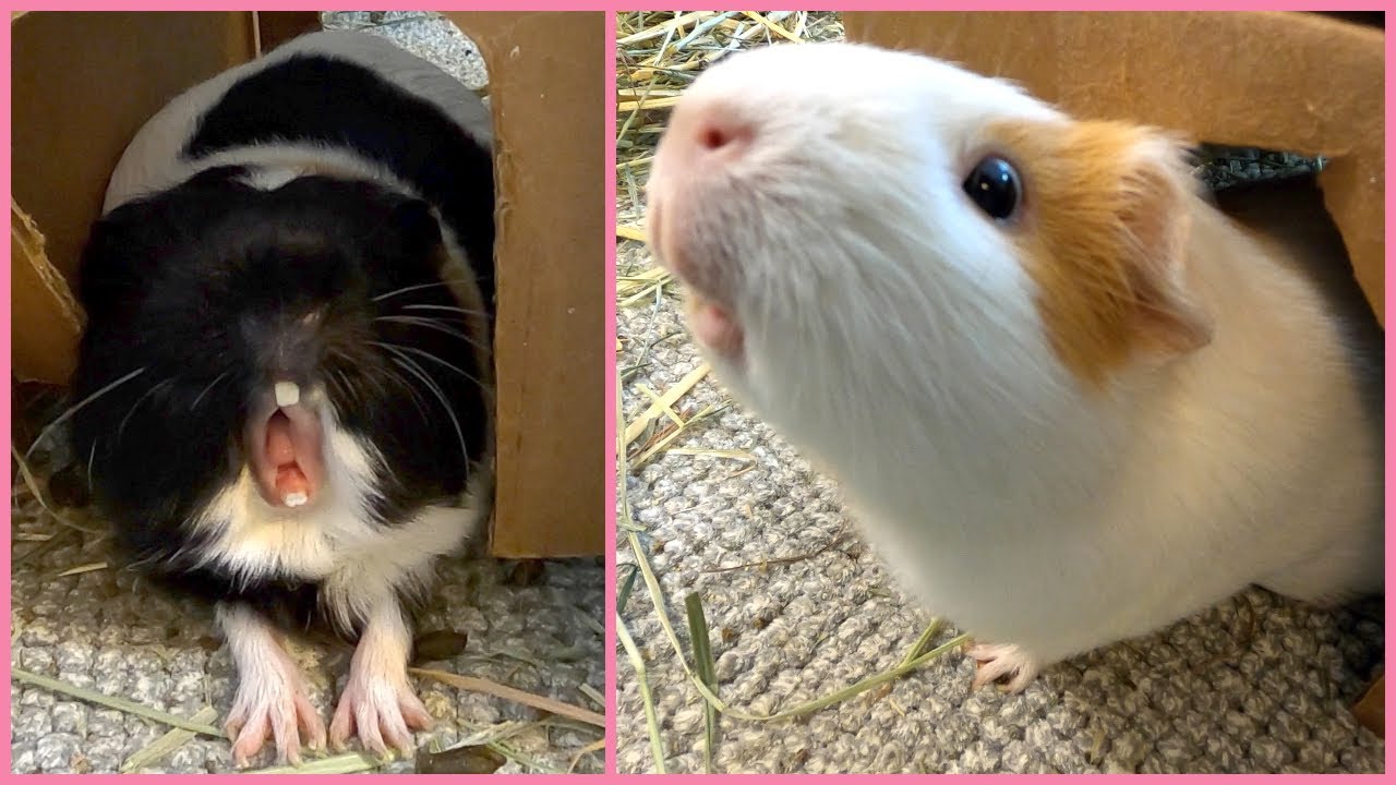 Best guinea pig noises of the wheek! (2021 Week 15)
