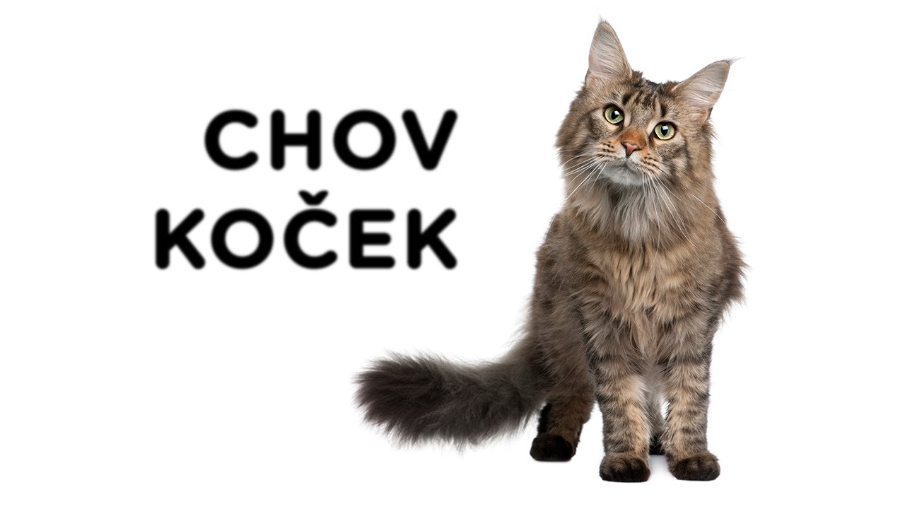 Chov koček - Tlapka TV