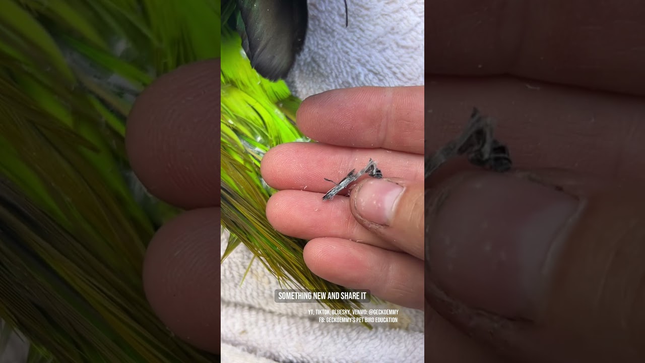 I found something really interesting while preening Paco #featherpreening #pinfeathers