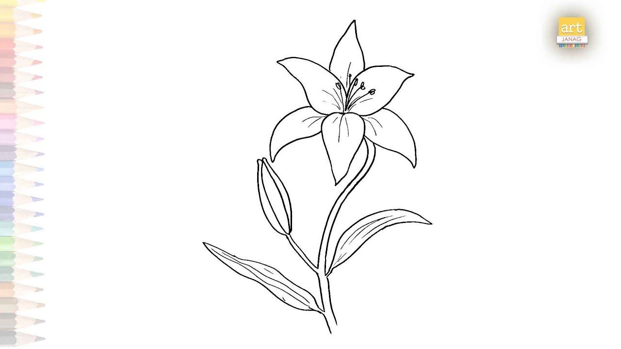 Lily Flower drawings easy | Art tutorial | How to draw A Lily Flower step by step | #artjanag