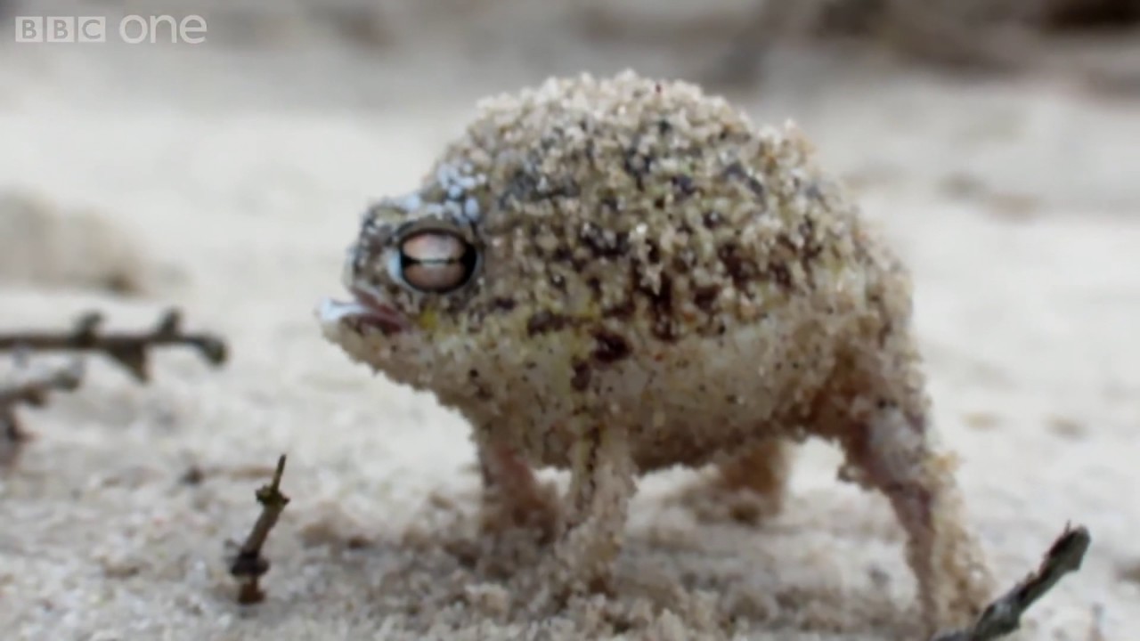 Angry Squeaking Boi