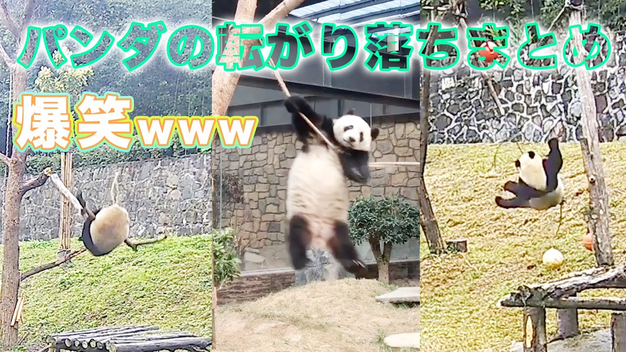 爆笑え〜🤣パンダ赤ちゃんが転がり落ちても可愛すぎ！💖| iPanda パンダ楽園　