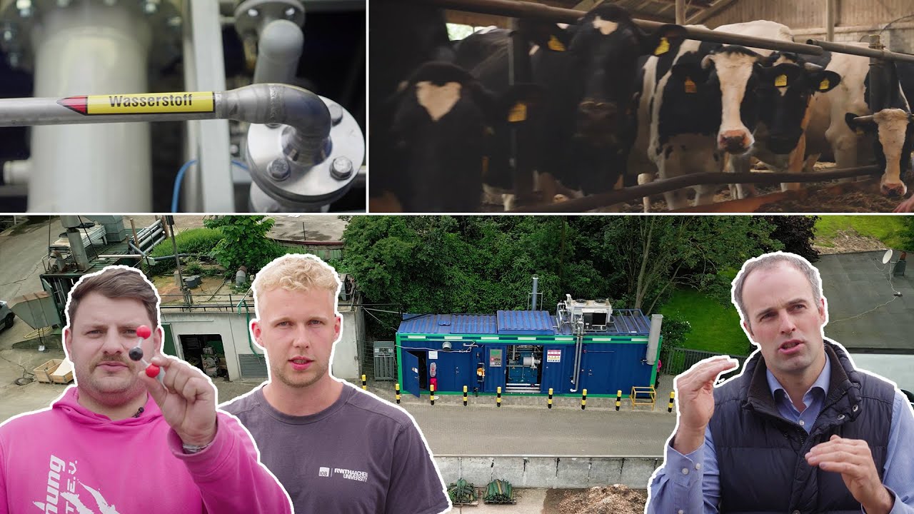 Wasserstoff vom Bauernhof: Aus Kuhmist nachhaltige Energie erzeugen