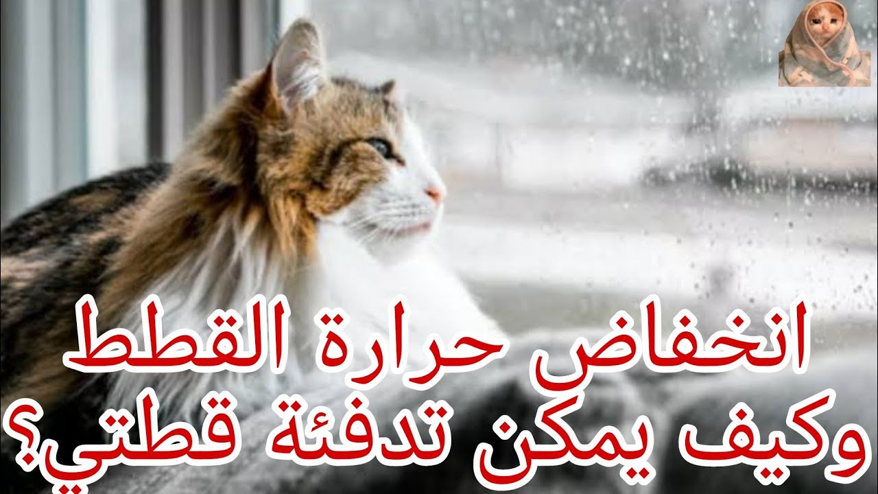 انخفاض حرارة القطط وكيف يمكن تدفئة قطتي؟👌🏻🐈