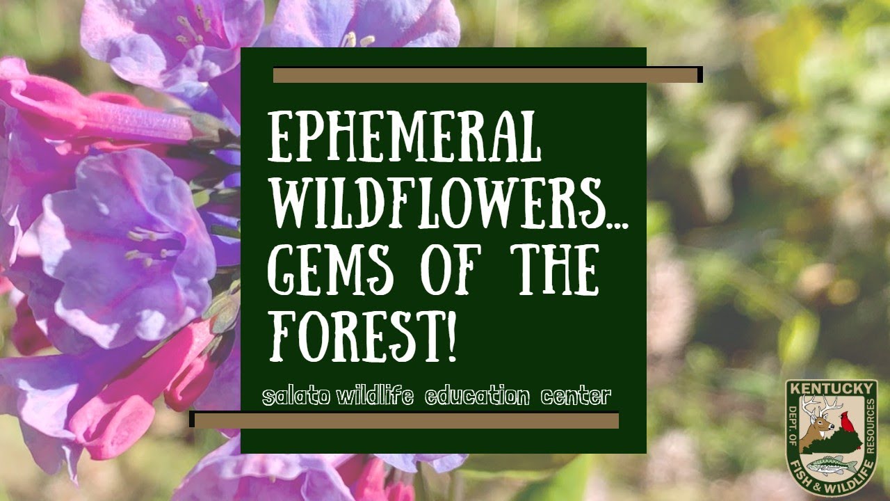 Ephemeral Wildflowers…Gems of the Forest!