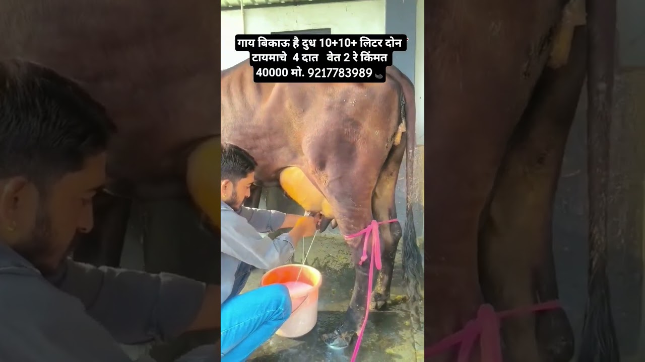 Sahiwal cow for sale 9217783989 call me #cow #sahiwalbreed #bull