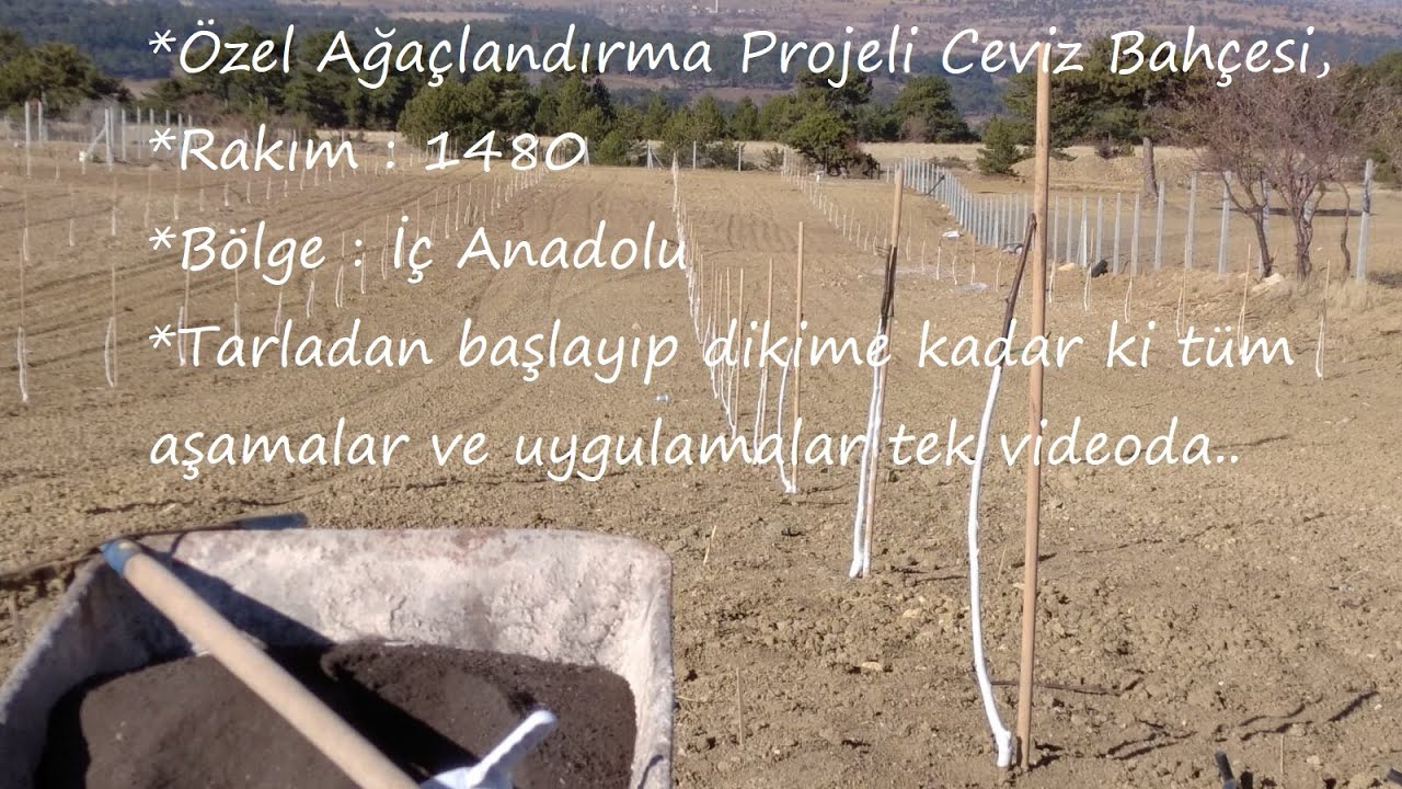 1) 1480 Rakım da Ceviz Bahçesi;  Howard, Chandler, Fernette, Fernor, Ronde, Lara, Deneme Çeşitleri