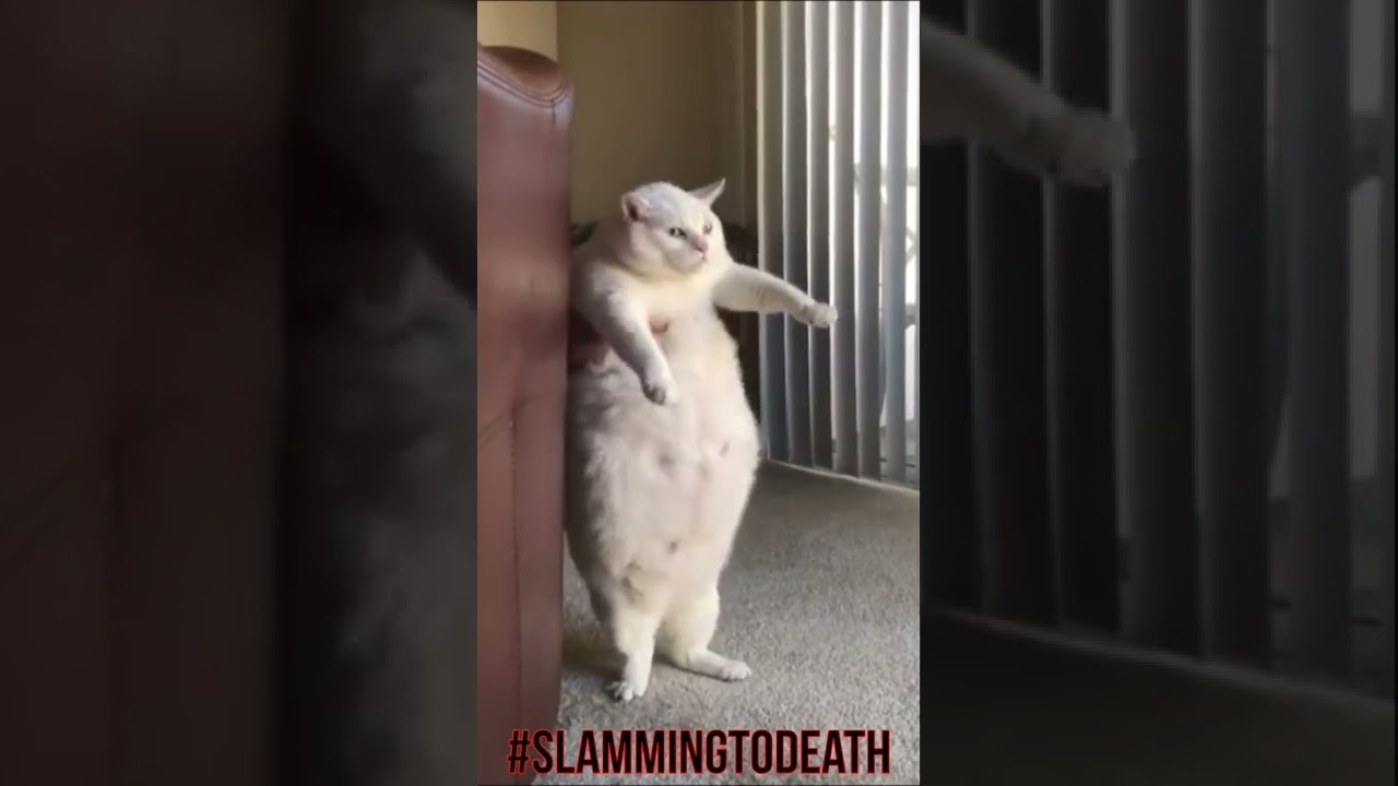 🔨Slam Police #Shorts #MemSlam #MetalMemes