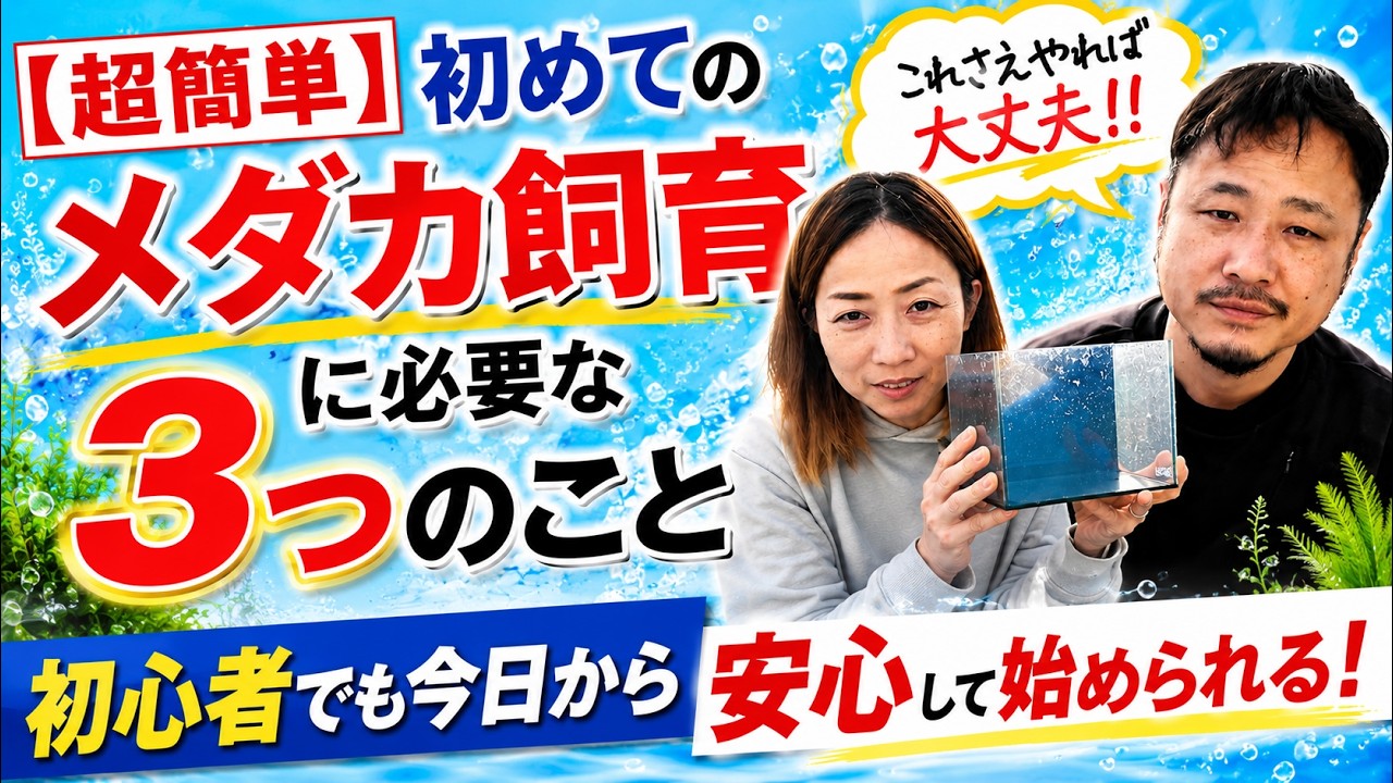 【超簡単】初めてのメダカ飼育に必要な３つのこと｜これさえやれば大丈夫！！