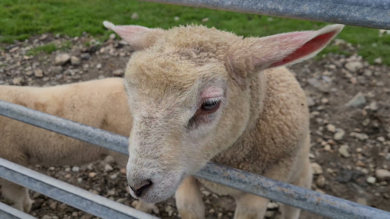 Foel Farm Park, Anglesey