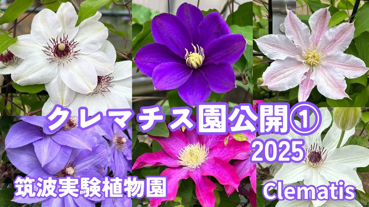 クレマチス35品種ご紹介2025.4.26.～Introducing 35 varieties of early-flowering clematis〜