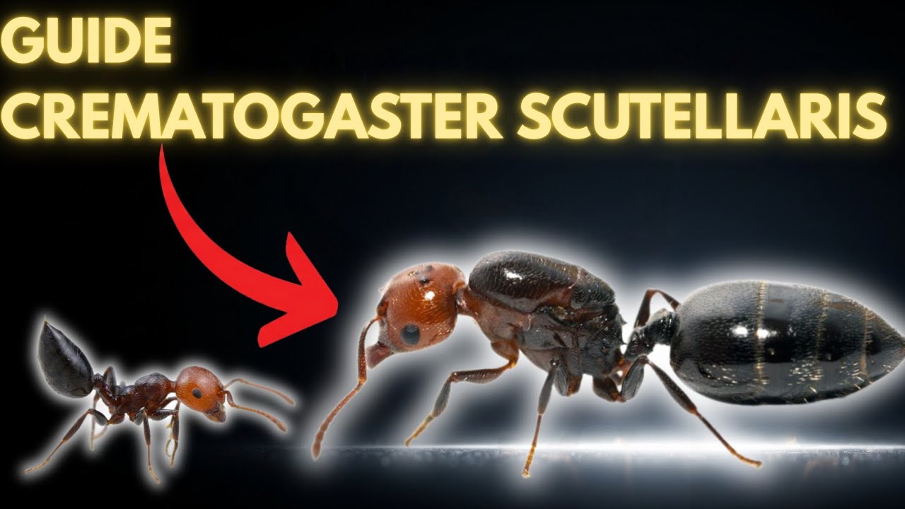 How to Care for Crematogaster Scutellaris (Acrobatic Ant) in Captivity ? (Full Guide)