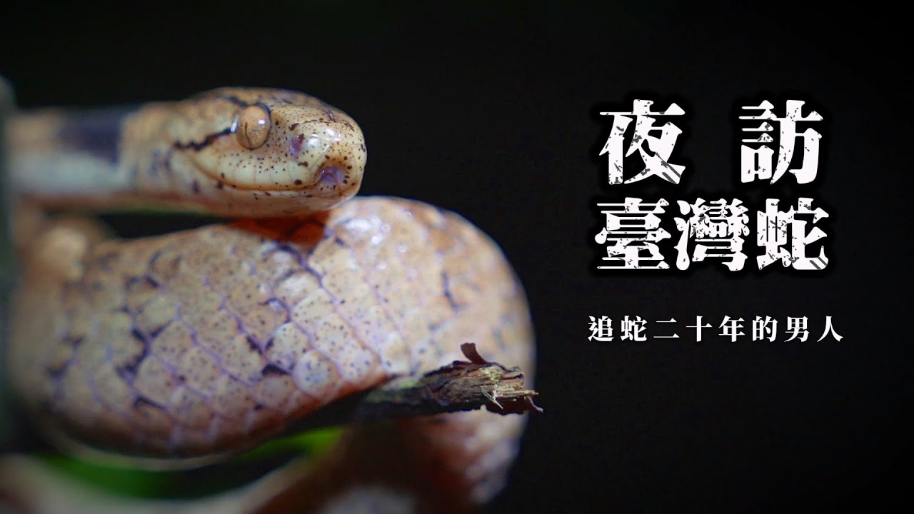 【在地人物｜被誤會的蛇鄰居，跟著達人上山找蛇！】🐍🧧