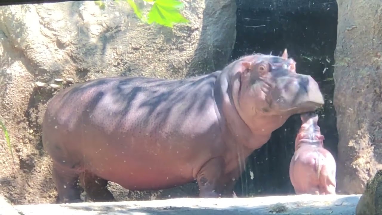 All Moms Can Relate - Baby Hippo Fritz with Mom Bibi - Cincinnati Zoo