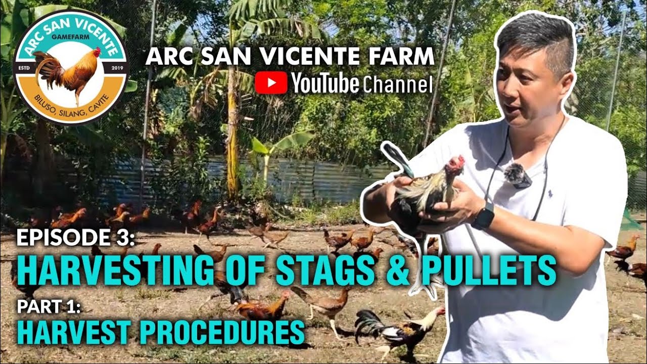 Episode 3: Harvesting of Stags and Pullets - Part 1: Harvest Procedures