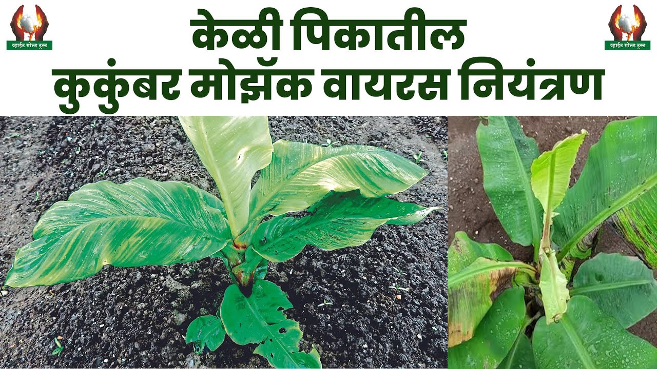 केळी पिकातील कुकुंबर मोझॅक वायरस नियंत्रण (CMV) | Cucumber Mosaic Virus #शेती #केळीलागवड  #sheti
