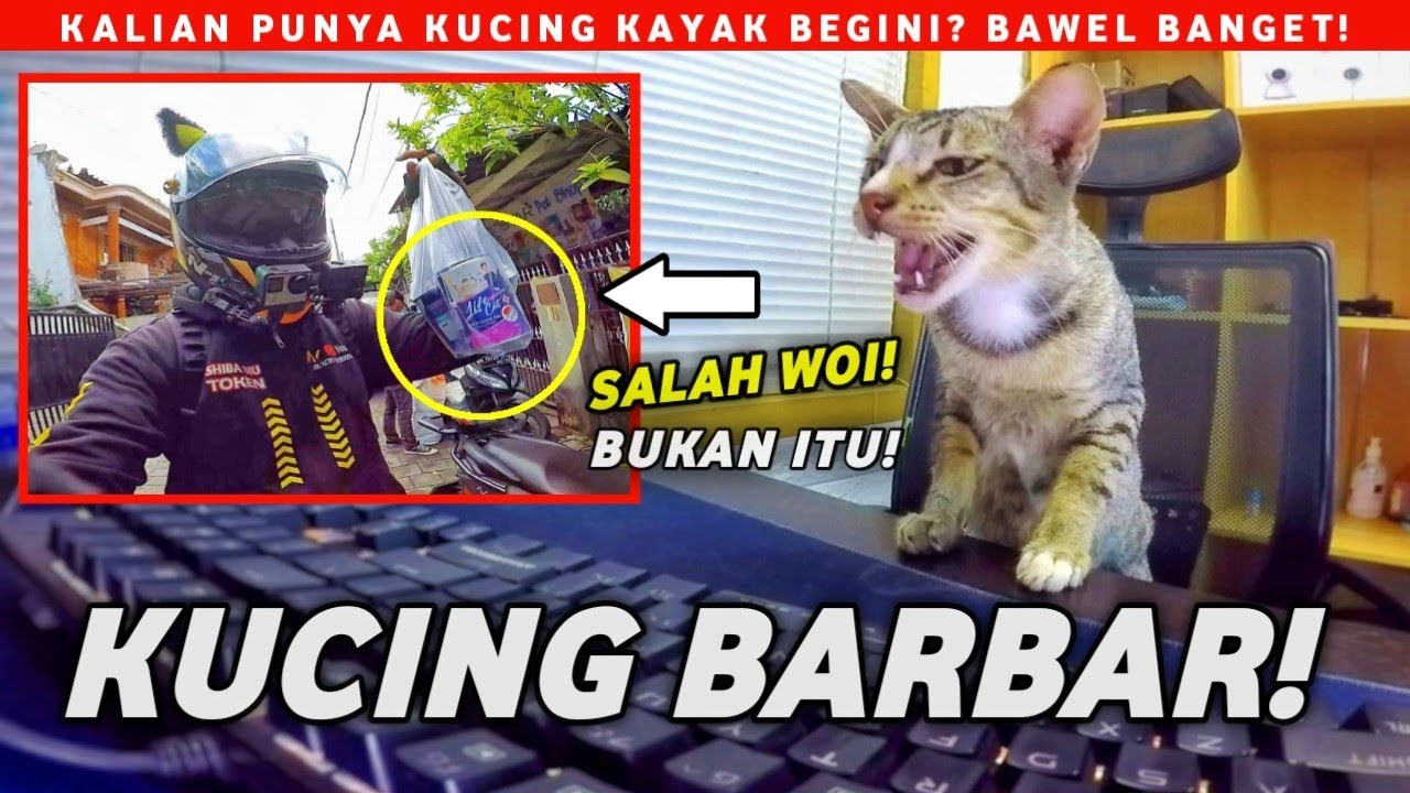 BANGKRUT!! PUNYA KUCING KAMPUNG MINTA MAKAN ENAK TERUS...